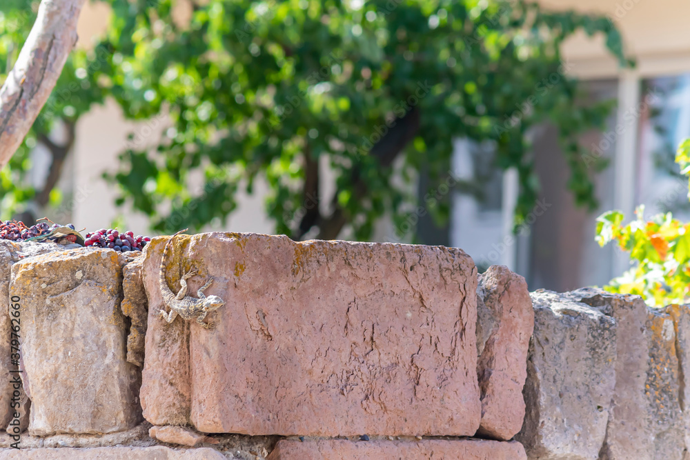 Fototapeta premium A lizard on the garden wall