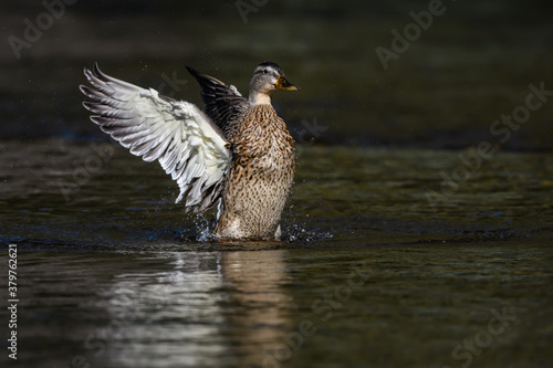 Female Mallard Splashing Water With Open Wings