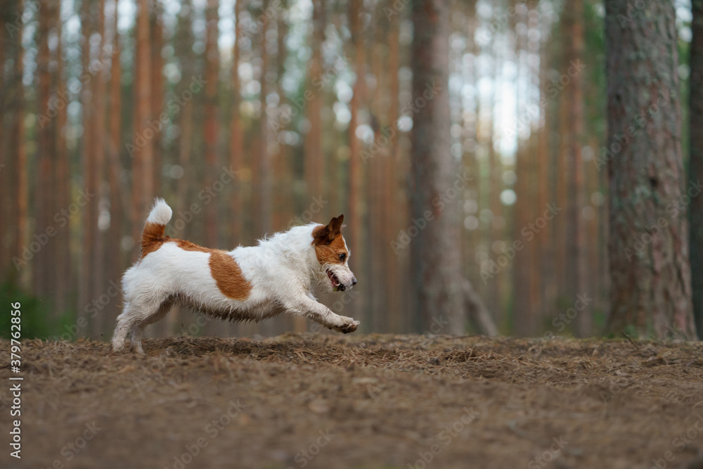 red and white dog runs in a pine forest. little active jack russell plays in nature. 