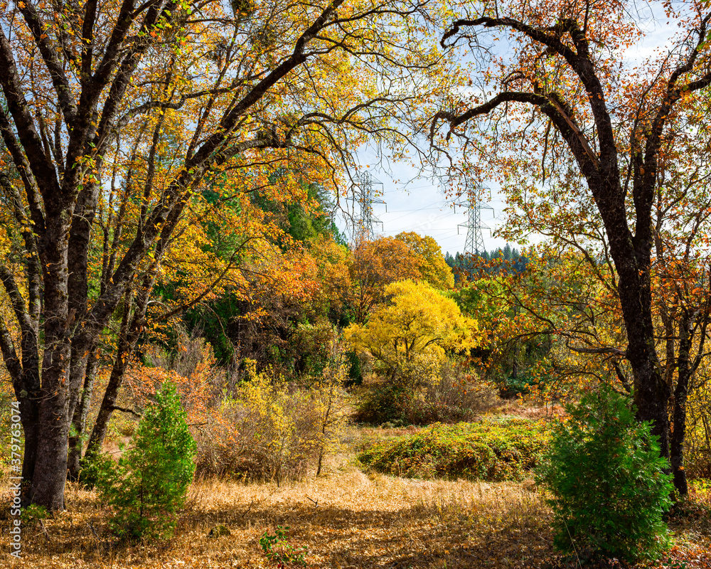 Image of a fall landscape with trees changing colors and power lines in the background Image of a fall landscape with trees changing colors and power lines in the background