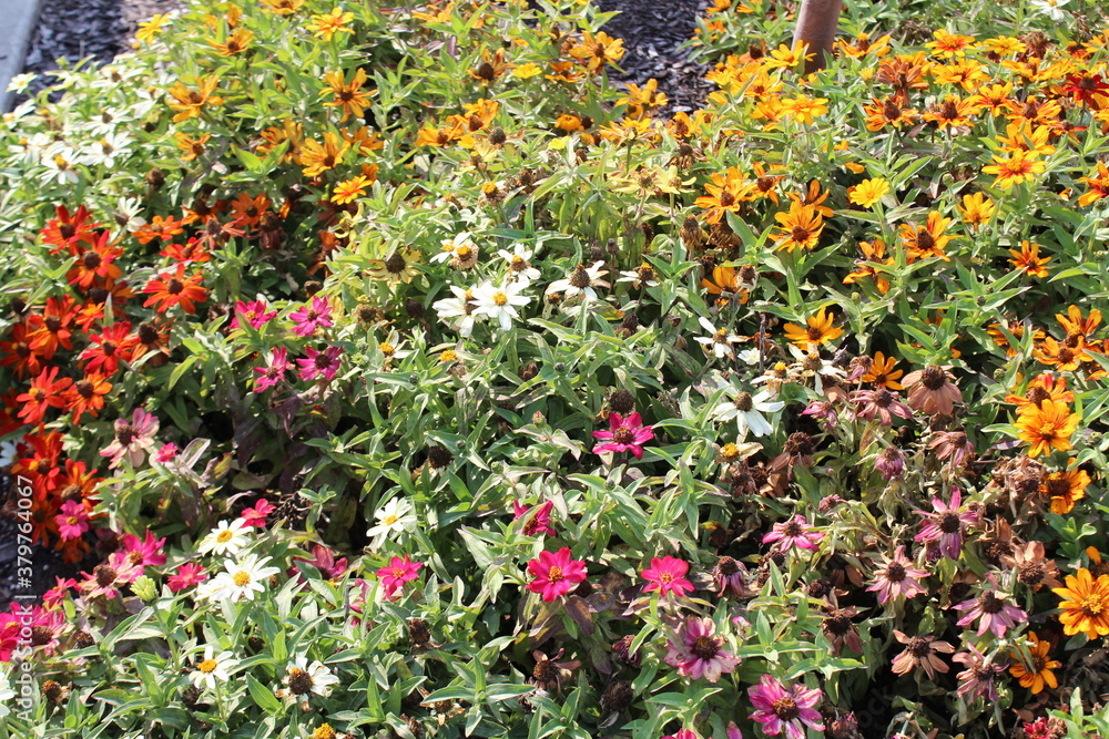 colorful flowers in the garden
