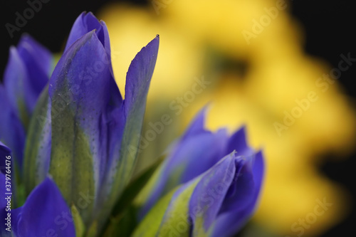 autumn bellflower macro