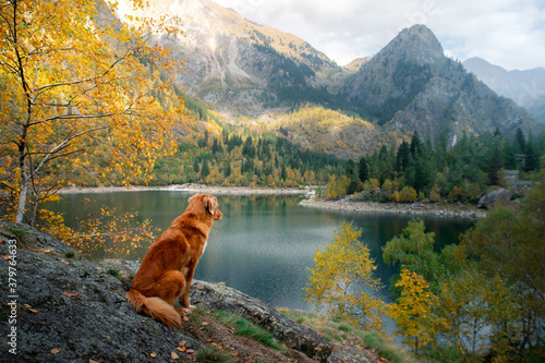 dog at a mountain lake in autumn. Traveling with a pet. red Nova Scotia Duck Tolling Retriever on nature background