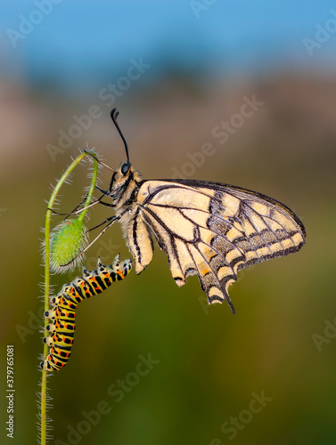 Amazing moment ,Butterfly , and  caterpillar,  © blackdiamond67