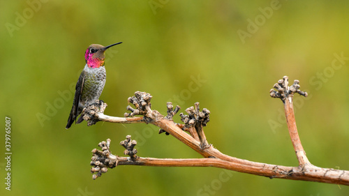 A Male Anna's Hummingbird Perched on a Branch in Arizona