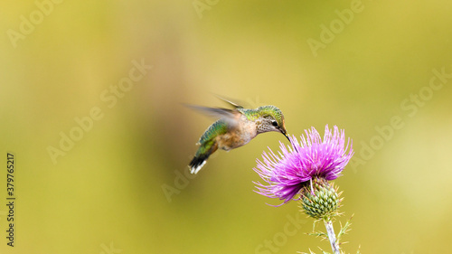 A Rufous Hummingbird Feeds From a Purple Flower in Arizona