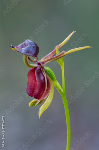 Flying Duck Orchid (Caleana major) - native to Australian wilderness - only approx 20mm long. These tiny orchids attract male sawflies which are tricked into thinking the plants are female sawflies. 