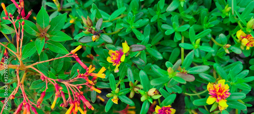 Finial Plants