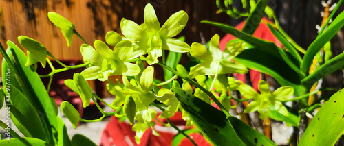 Finial Plants