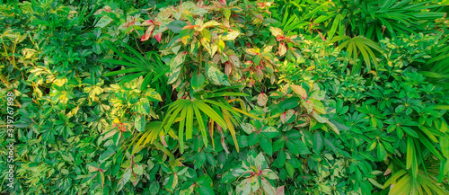 Finial Plants