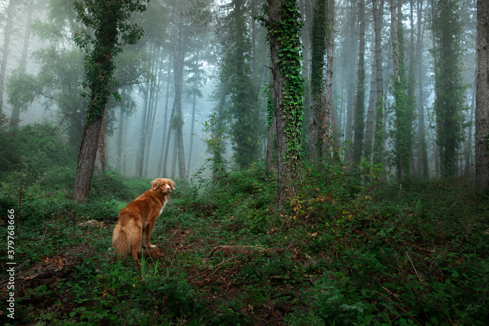 red dog in foggy forest. Nova Scotia Duck Tolling Retriever in nature. pet in fairy forest. 