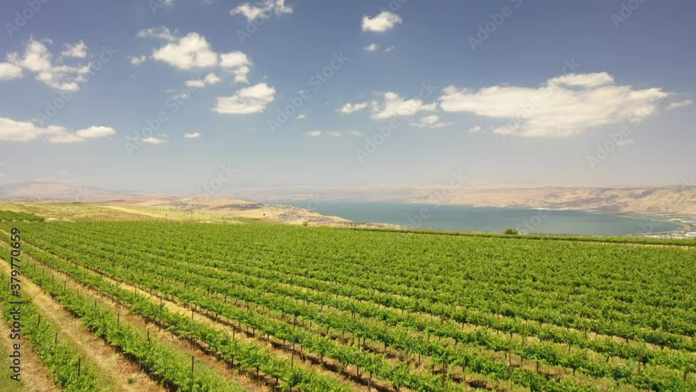 Tabor Winery drone shot north israel kineret view vineyard Tabor Winery drone shot north israel kineret view vineyard