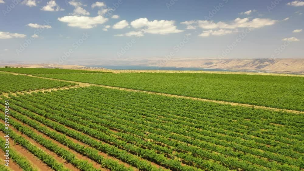 Tabor Winery drone shot north israel kineret view vineyard Tabor Winery drone shot north israel kineret view vineyard