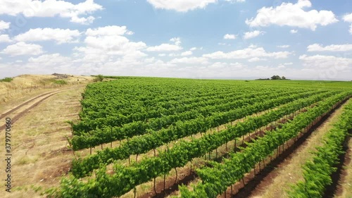 Wallpaper Mural fly through Tabor Winery drone shot north israel kineret view vineyard field Torontodigital.ca