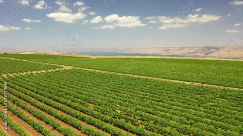 Tabor Winery drone shot north israel kineret view vineyard photo