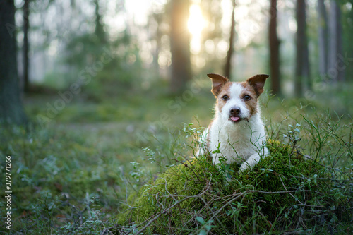 dog in the forest. Jack Russell Terrier walks on nature