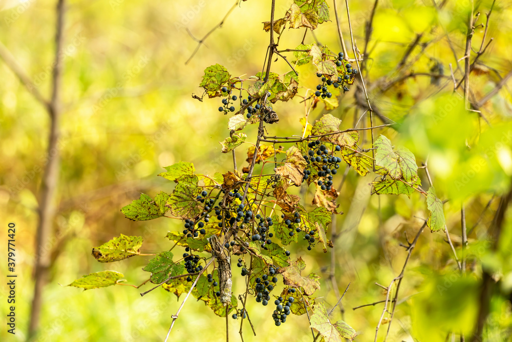 The wild vine with grapes in the state park The wild vine with grapes in the state park