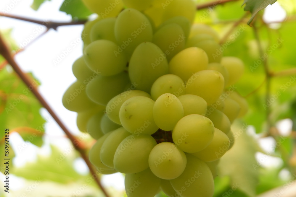 Green grapes in the vineyard Green grapes in the vineyard