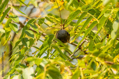  The eastern American black walnut. North American native plant.