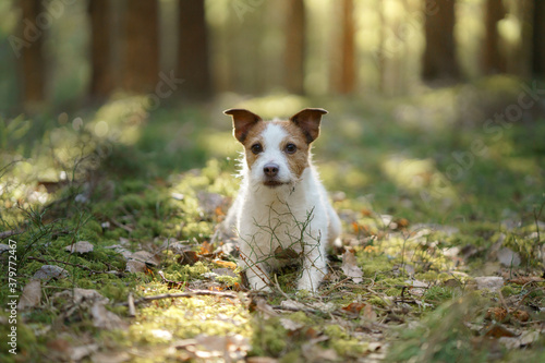 dog in the forest. Jack Russell Terrier put paws and head on a log. . Pet walk on nature