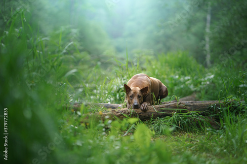 dog in the woods. Red-haired Thai Ridgeback in nature. Forest landscape with dog