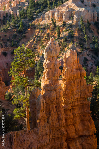 The Hoodoos of Fairyland, Bryce Canyon National Park, Utah, USA