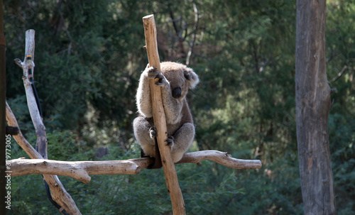 Canvas Print An Australian Koala (Phascularctos cinereus).