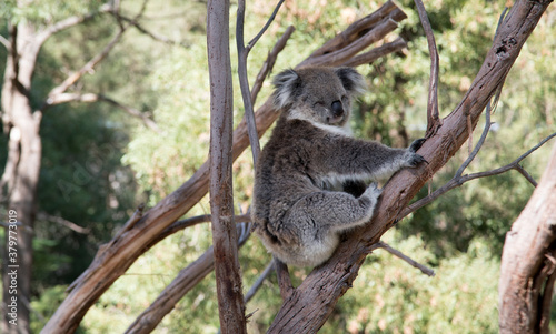 An Australian Koala (Phascularctos cinereus). © Grantat