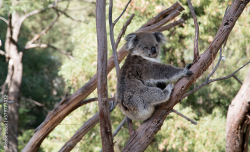 Canvas Print An Australian Koala (Phascularctos cinereus). Black and White.