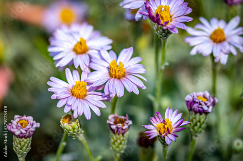 Pink and Purple California Aster Flowers in the Garden © RiksPicsandEditing