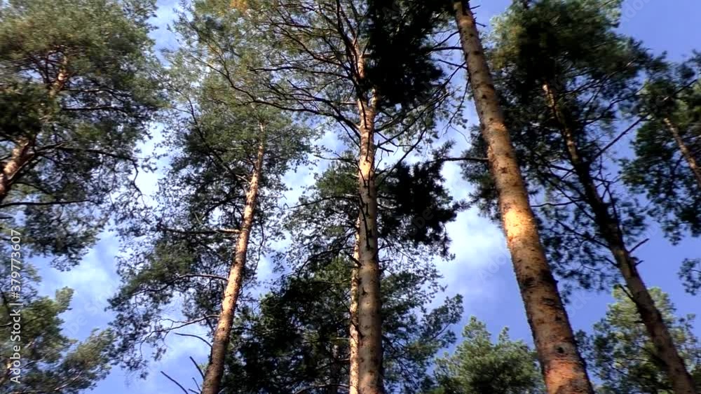 Blue sky over the tops of birches and pines. Indian summer. Walk through the autumn forest. Indian summer. Walk through the autumn forest. Blue sky over the tops of birches and pines. Indian summer. Walk through the autumn forest. Indian summer. Walk through the autumn forest.