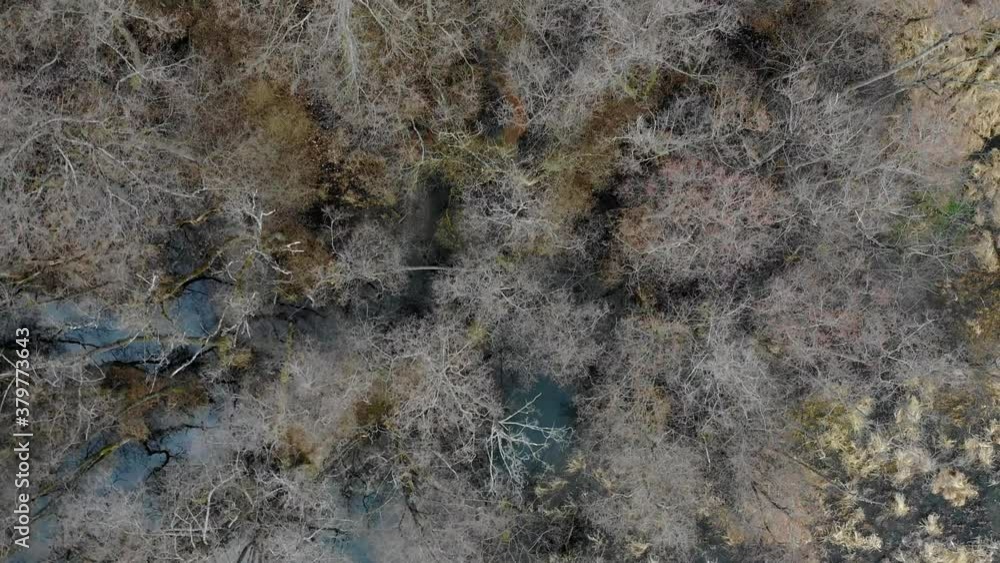 Stunning wild winter nature. Forest drone fly over the forest. Stunning wild winter nature. Forest drone fly over the forest.