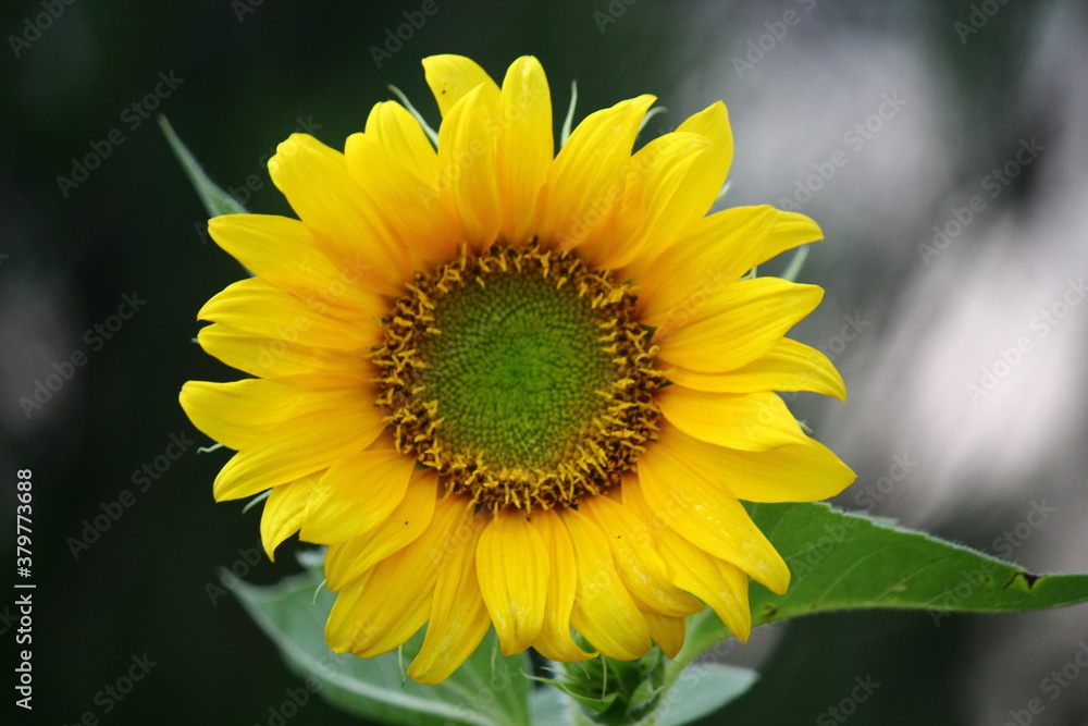 Close up Sunflower on the field Close up Sunflower on the field