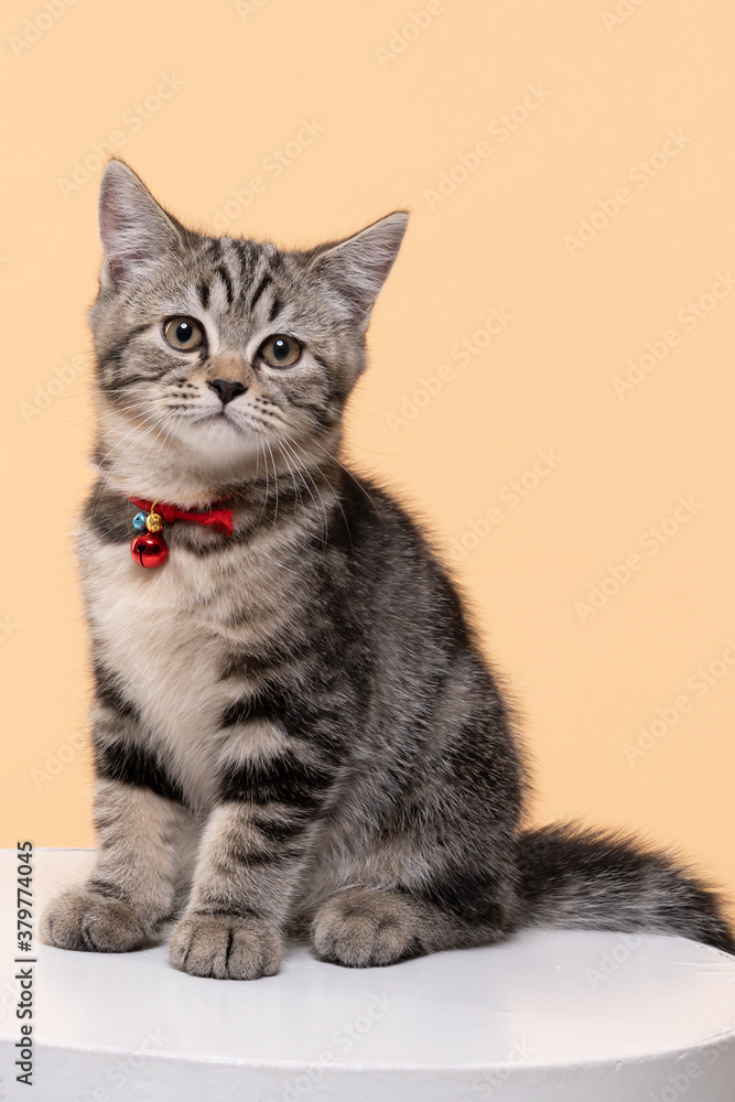 Portrait of Cute young cat Scottish breed on Beige background