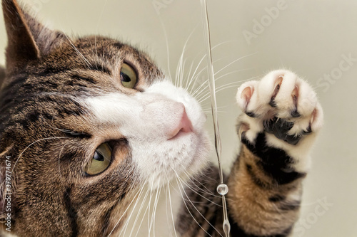 A domestic purebred cat drinks water flowing from a tap and plays with it, holds a paw next to the water