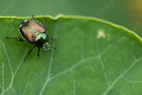 Japanese Trident Beetle