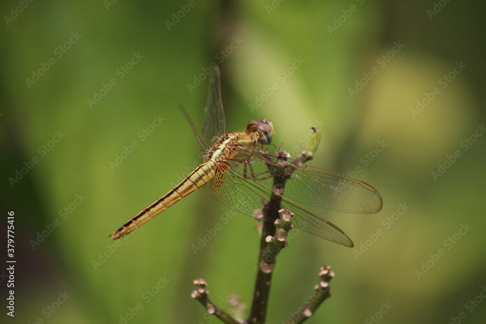 Yellow dragonfly (Common scarlet) (Crocothemis servilia) at Singapore Botanical Garden Yellow dragonfly (Common scarlet) (Crocothemis servilia) at Singapore Botanical Garden