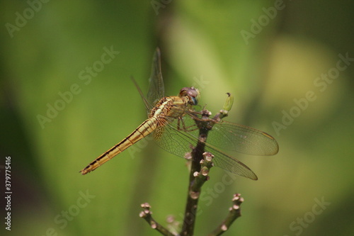 Wallpaper Mural Yellow dragonfly (Common scarlet) (Crocothemis servilia) at Singapore Botanical Garden Torontodigital.ca