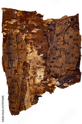 The texture of the back surface of a piece of birch crust with an interesting textured pattern of brown bark, eaten by beetles, isolated on a white surface, close-up without a background. photo