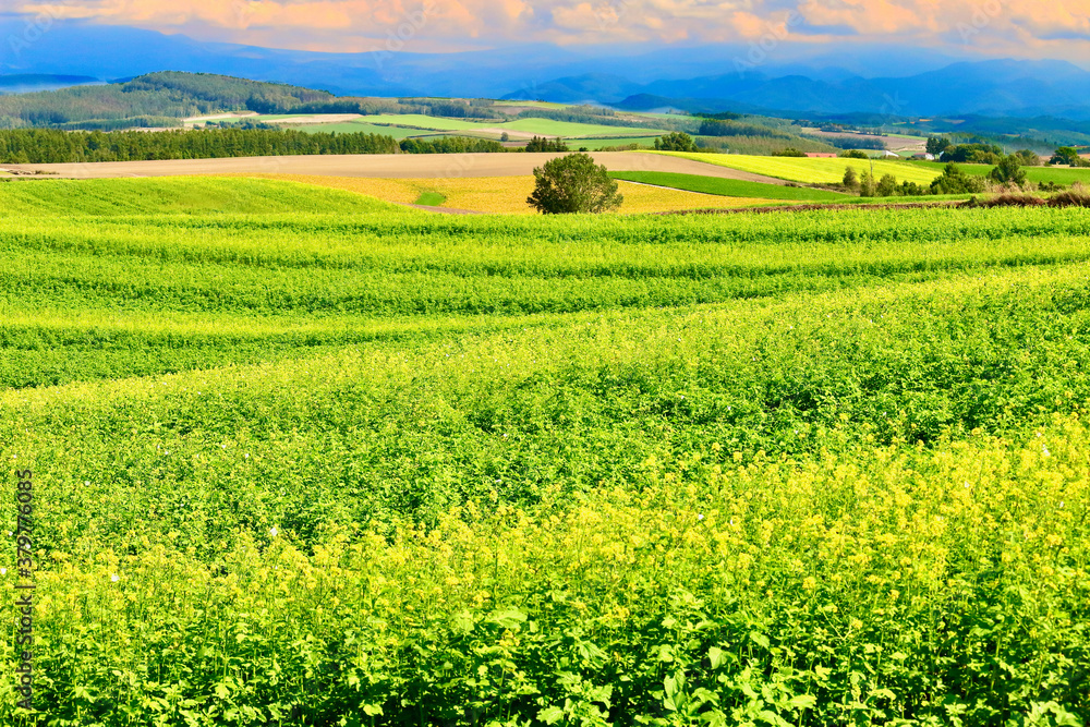 Fototapeta premium 九月の美瑛の丘・黄色い畑