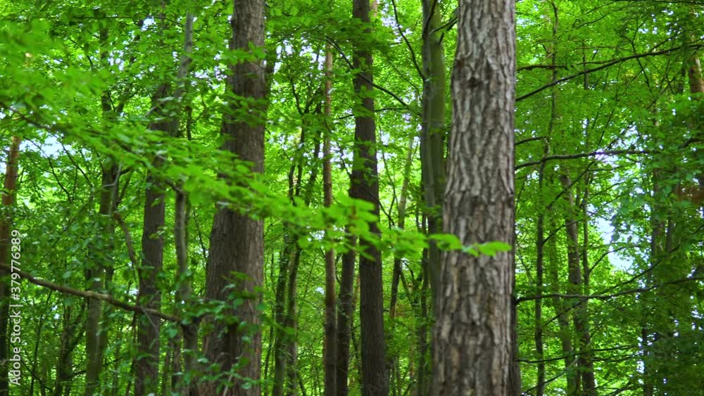Panorama right to left green forest and beautiful leaves on wind in big forest