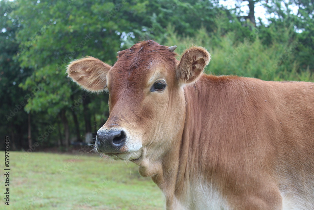 Closeup of a Jersey Calf in Oklahoma Closeup of a Jersey Calf in Oklahoma