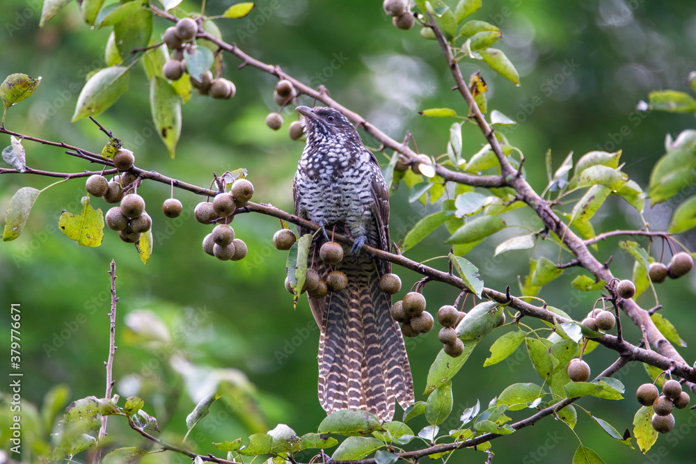 Obraz premium Bird - Asian Koel female on forest fruits tree branch