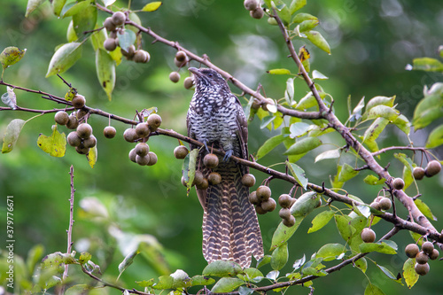 Bird - Asian Koel female on forest fruits tree branch