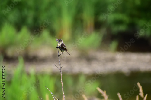 枯れ枝に止まるノビタキの幼鳥 © mayudama