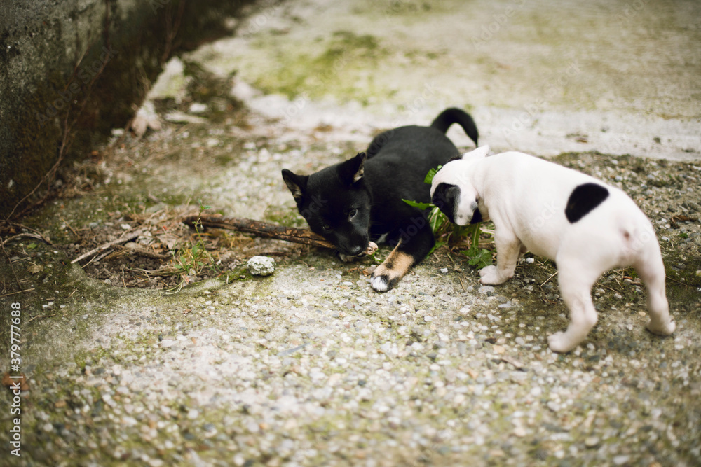 Shiba Inu and French Bulldog puppy dogs playing with wooden stick in garden Shiba Inu and French Bulldog puppy dogs playing with wooden stick in garden
