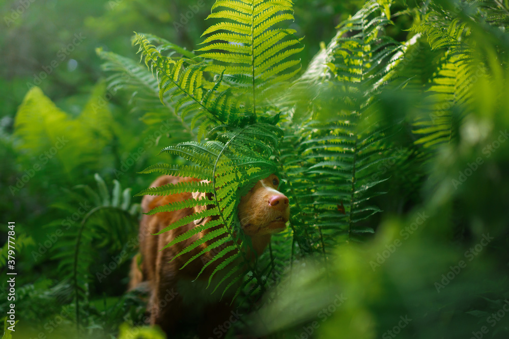 dog in the fern. Nova Scotia Duck Tolling Retriever in the forest. Tropics wood. pet in nature. dog in the fern. Nova Scotia Duck Tolling Retriever in the forest. Tropics wood. pet in nature.