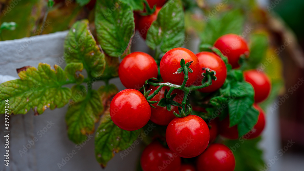 Cherry tomato on the vine Cherry tomato on the vine