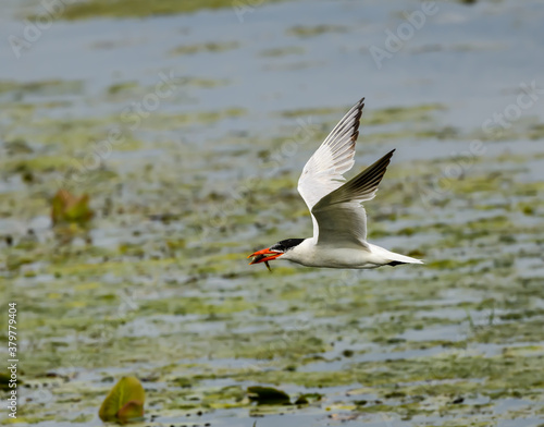 Caspian Tern with Fish Flying Over River