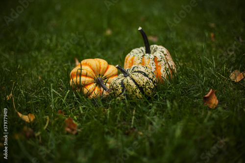 Wallpaper Mural Festival squash lying in the grass Torontodigital.ca